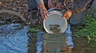 CHEER fish rescue courtesy Milbrand Cinema 2014 0