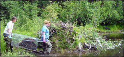 beaver relocation