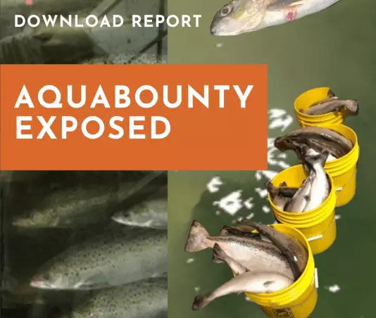 Aqua Bounty Exposes Risks of GMO Aquaculture